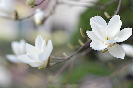 macro photography of white flowers