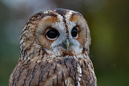 closeup photography of brown and black owl