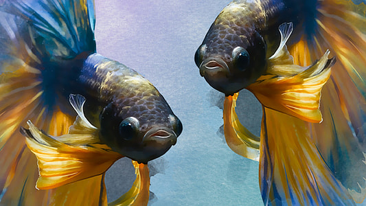 yellow-and-blue siamese fishes painting