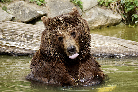 grizzly bear on green water