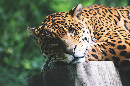 Closeup shot of a leopard cat in Africa