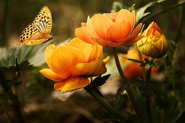 gulf fritillary butterfly perching on bloom orange flower in close-up photography