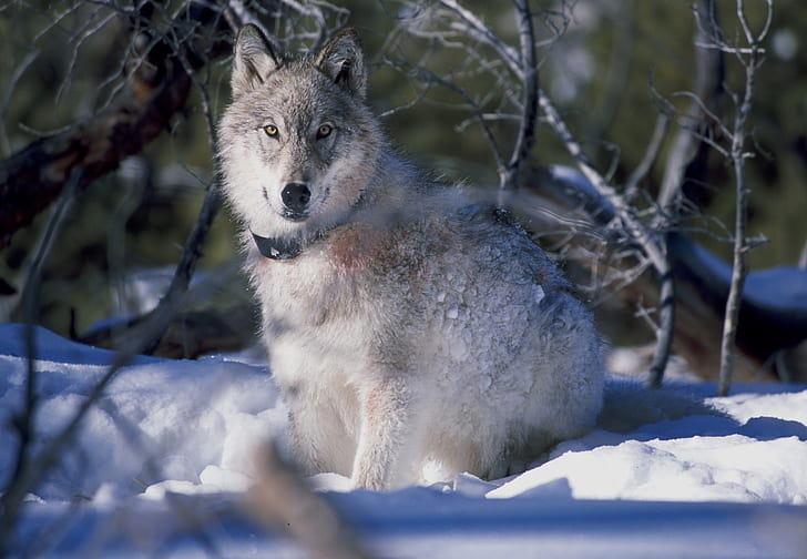 photo of wolf on ground covered with snow