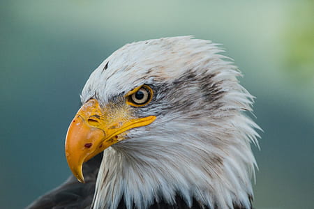 shallow focus photography of Bald eagle