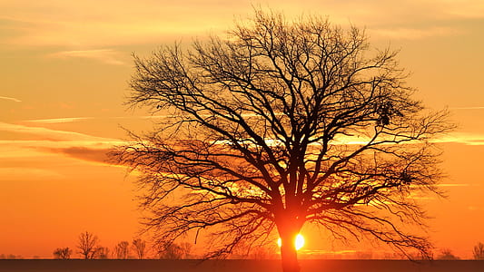Silhouette Bare Tree Against Sky during Sunset
