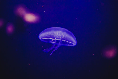 under water  photography purple Jelly fish