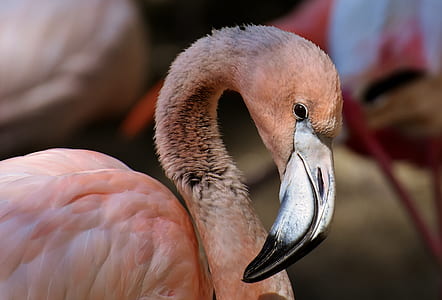 flamingo selected focus photography