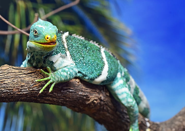 green and white iguana on branch