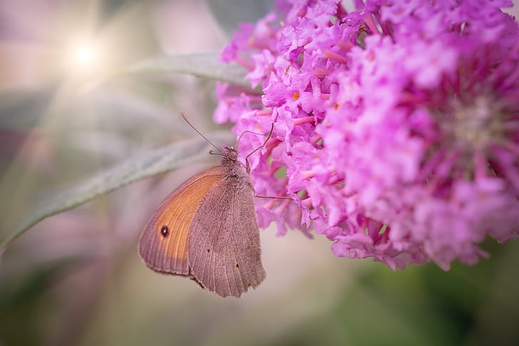 meadow brown butterfly perched on pink cluster flower