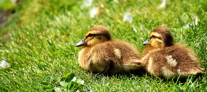 two yellow ducklings on green grass field