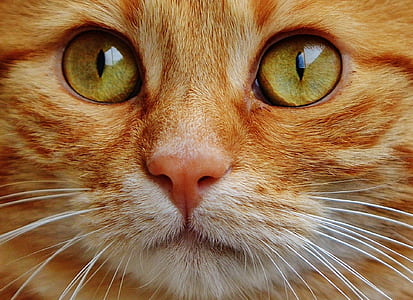 closeup photo of orange tabby cat