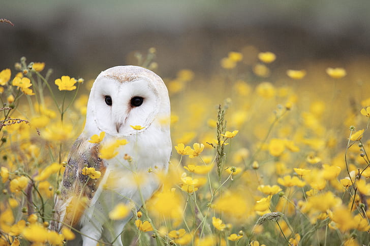 white owl in yellow flower field during daytime