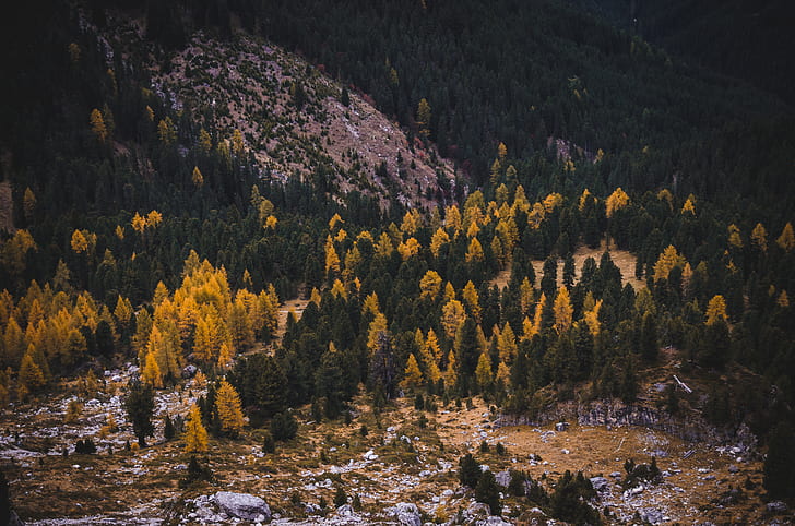 photo of green and yellow trees