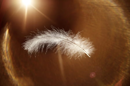 macro photography of white feather