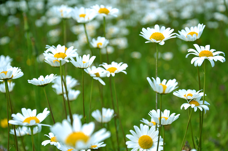 selective focus photo of white and yellow petaled flowers