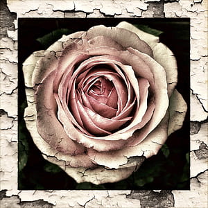 brown and pink rose artwork