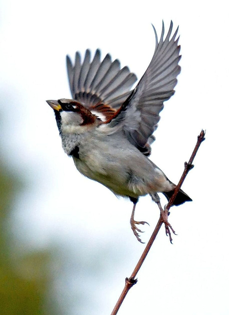 focus photography of tree sparrow