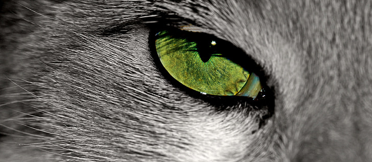 close up photograph of animal eye