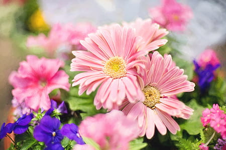 depth of field photography of pink daisy flowers