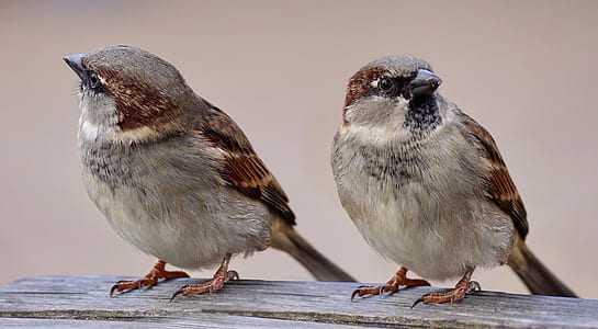 two brown-and-gray feathered birds