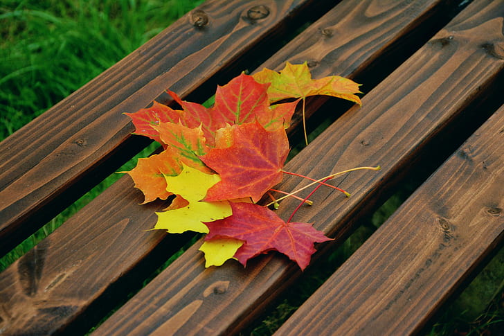several maple leaves on brown wooden surface