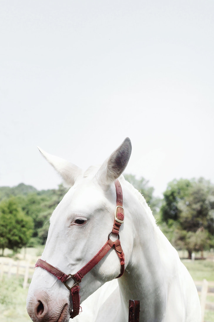 closeup photo of white foal