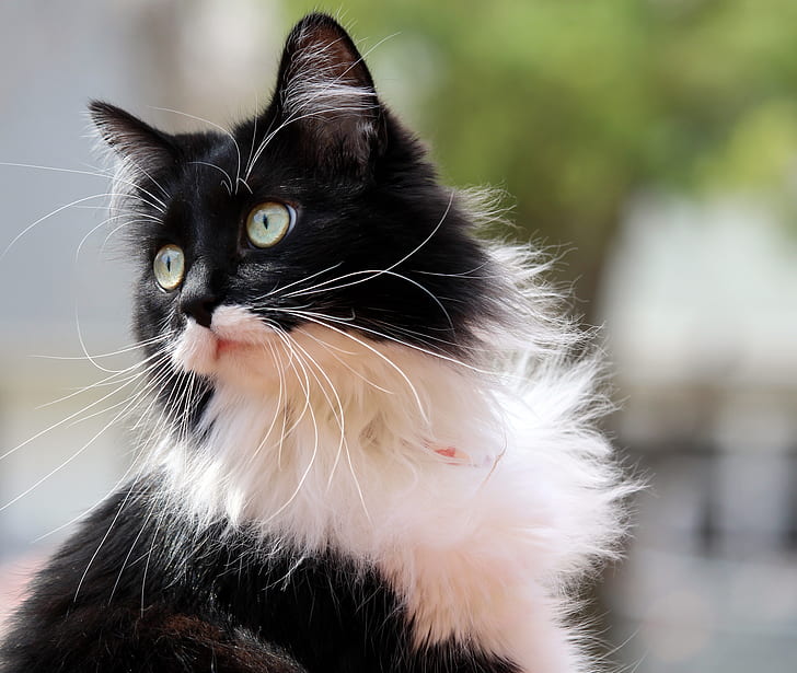 selective focus photography of long-furred black and white cat