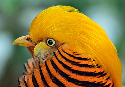 Yellow Black and Orange Bird Head