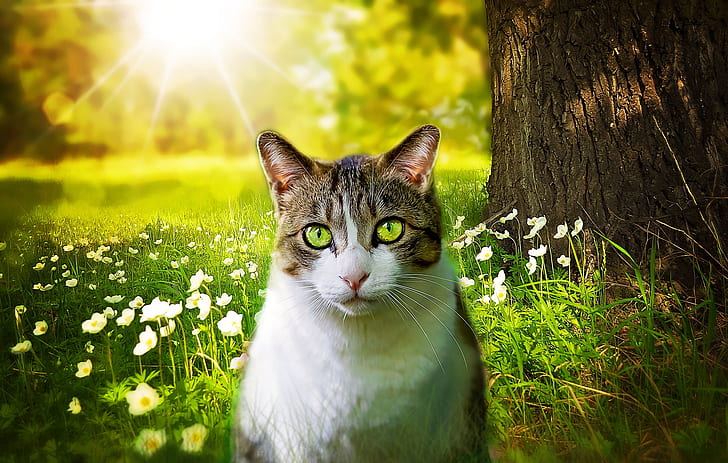 brown tabby cat sitting on green grass