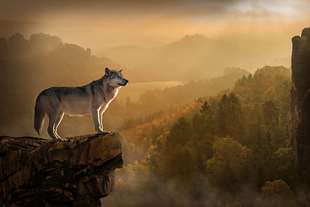 gray fox standing in mountain cliff