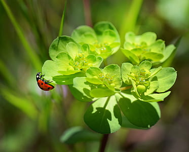 red and black ladybug on green flowering plant