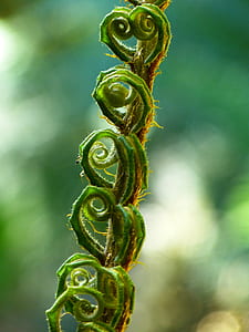green thorn plant