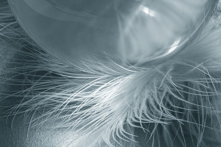 closeup photo of white feathers