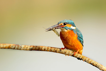 Closeup shot of a kingfisher bird