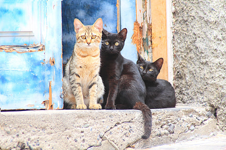 three cats standing near blue wooden door