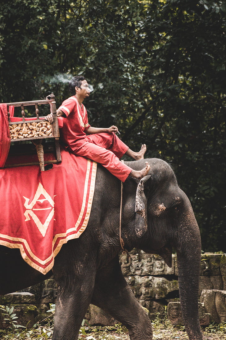 man riding elephant