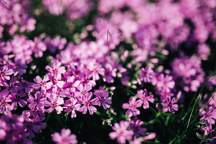 Pink flowers blooming in spring