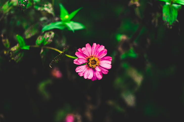 Tilt Shift Photography of Pink Zinnia Flower