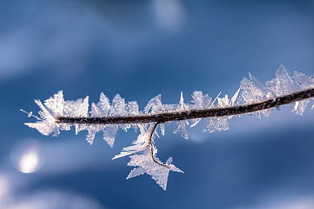shallow focus photography of branch with snow