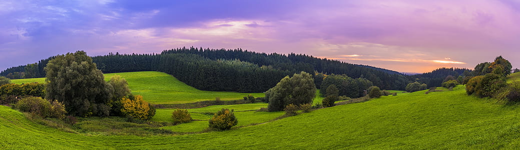panoramic photograph of grass and tress