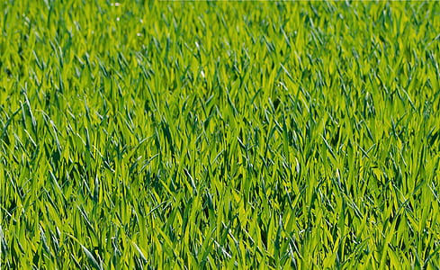Green Grass Close Up Photograph