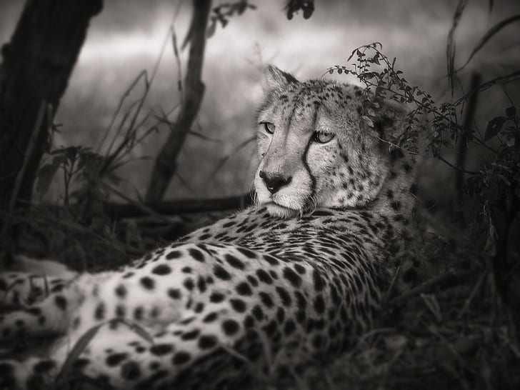 grayscale photograph of leopard