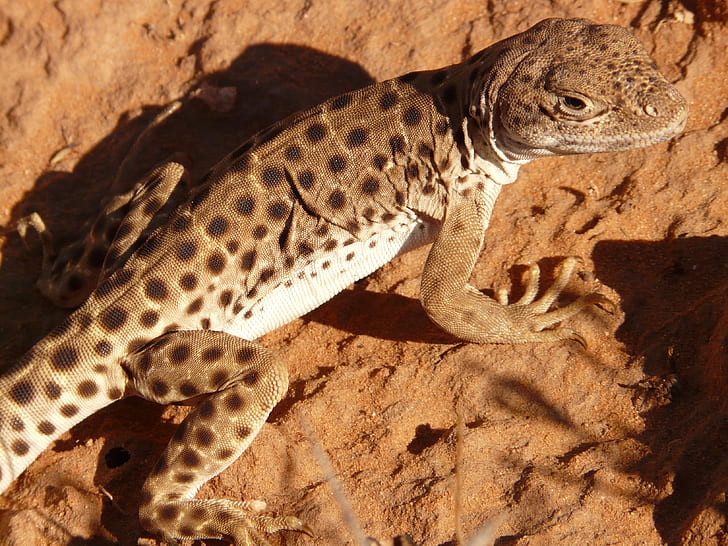 brown polka-dot reptile on brown soil