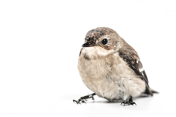 photography of gray and brown bird in white background
