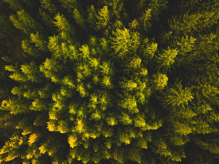 topview of forest