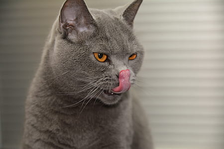Russian blue cat licking nose