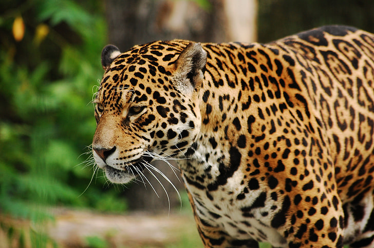 jaguar during daytime