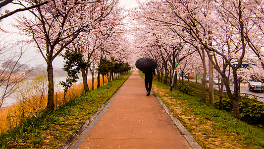 person holding umbrella walking on pavement between cherry blossom trees
