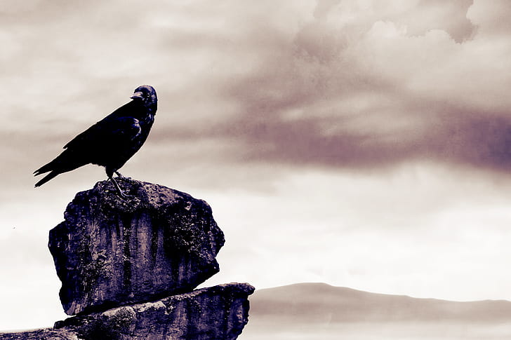 black bird on a cliff