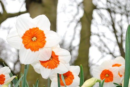 shallow focus photography of white and orange flowers